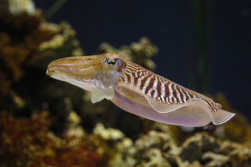 Sepie Sepia, Tintenfisch Großaufnahme