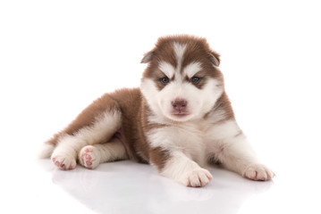 Cute siberian husky puppy lying