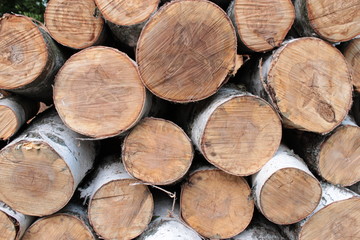 березовое полено