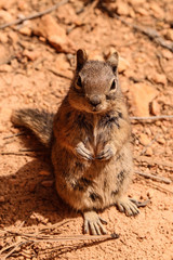 Naklejka na ściany i meble kleines, dickes Eichhörnchen mit liebem Gesicht macht Männchen