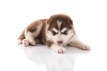 Cute siberian husky puppy lying