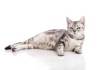Pregnant American Shorthair cat lying
