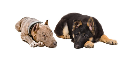 Puppies pitbull and German Shepherd lying together