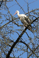 Ein Storch sitzt auf einem Ast