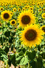 Girasoles 4