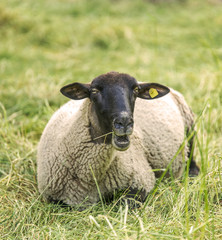 Fototapeta premium Schafe auf der Weide