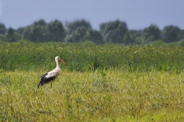 stork in the field