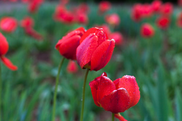 Obraz premium red tulip on a green background