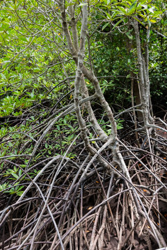 Mangrove protect scour from sea tide