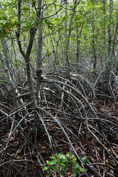 Mangrove protect scour from sea tide