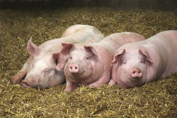 Gl&uuml;ckliche Schweine