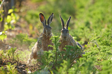 Fototapeta premium Feldhase,Hasenpaar