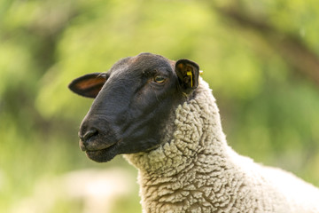 Schafe auf der Weide