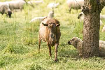 Schafe auf der Weide