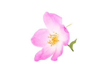 Obraz na płótnie Canvas One flower rose hips isolated on white background