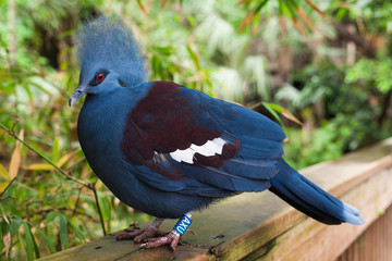 blue bird with red eyes