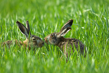 Naklejka premium Feldhase,Hasenpaar