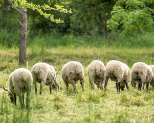 Schafe auf der Weide