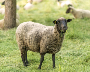 Schafe auf der Weide