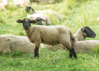 Schafe auf der Weide