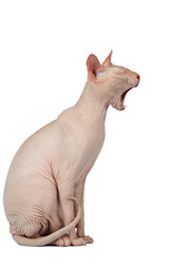 Pink Cat  Sphinx Yawns on White