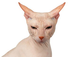Obraz premium Closeup Bald cat. Cat of breed sphinx. Naked cat Isolated