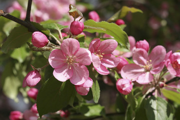 Pink flowers of apple tree