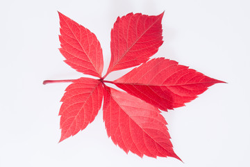 single autumn red leaf of parthenocissus on white background