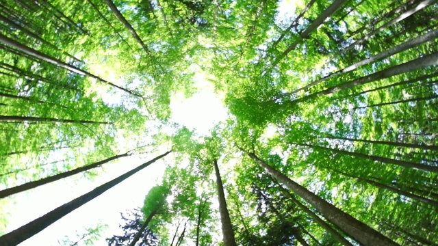 Wald