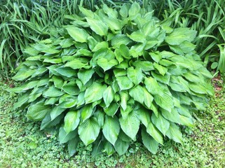 Hosta Plant