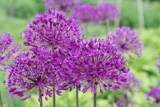 Purple Allium Flower.