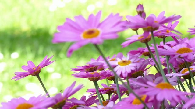 Sch&ouml;ne Sommerblume