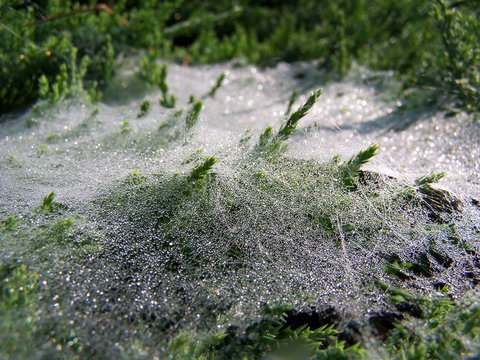 Morning dew