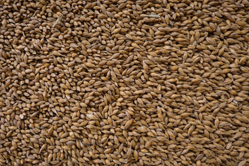 Getreide für das Mehl