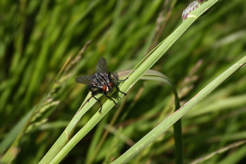 Fliege auf der Wiese