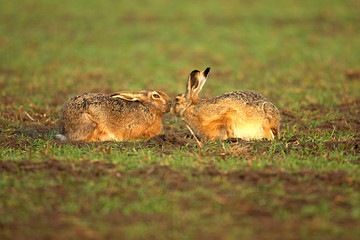 Feldhase,Hasenpaar