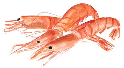 Three watercolour shrimps on white background