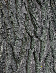 Tree bark  background
