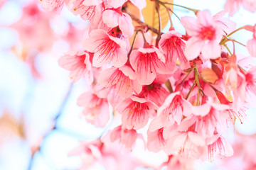 Cherry blossom or Sakura