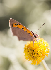 Small Copper butterfly  - Spain.