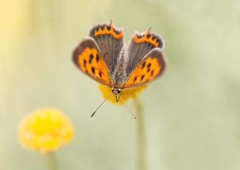 Small Copper butterfly  - Spain.