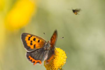 Fototapeta na wymiar Small Copper butterfly - Spain.