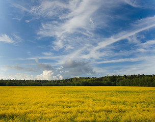 yellow rape field in sunny day