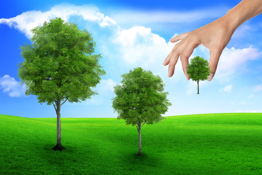 scene of the hand plant tree on green grass. Ecology concept