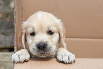 Naklejka na ściany i meble Golden puppy in the box
