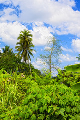 Naklejka premium Thai Jungle