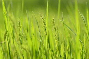 Fototapeta na wymiar Grass, Green, Leaf.