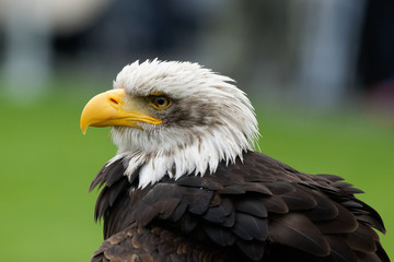 Weißkopfseeadler, Haliaeetus leucocephalus