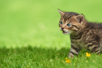 Little kitten on the grass
