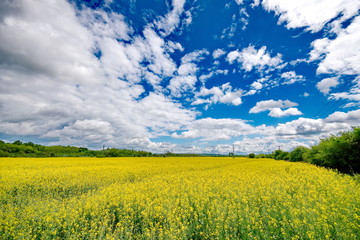 Obraz premium Rape field